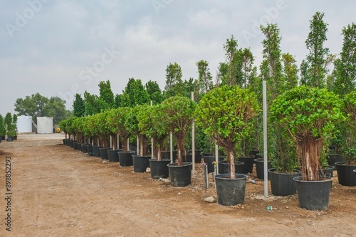 Cuadro en lienzo Outdoor wholesale plant nursery, garden center with lot of potted plants