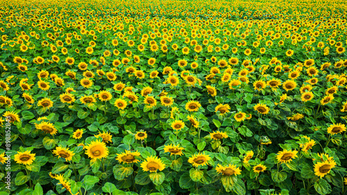 Blooming sunflower field. A...