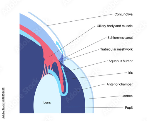 Fluids in the eye