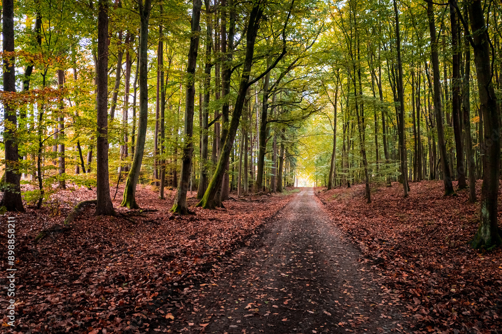 Obraz premium Forest and leafy path in autumn. Aerial view of wildlife.