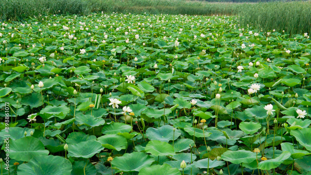 bloom background lotus flower nature green garden lotus flora flower zen beauty pond petal bloom background lotus flower nature green garden lotus flora flower zen beauty pond petal