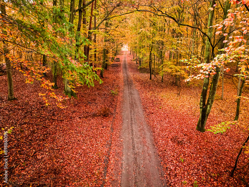 Leafy path in autumn forest...