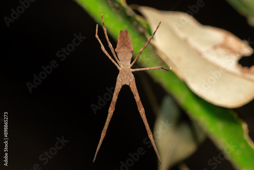 Angola Ogre-face spider (Asianopis anchietae) getting ready to ambush prey in a coastal forest