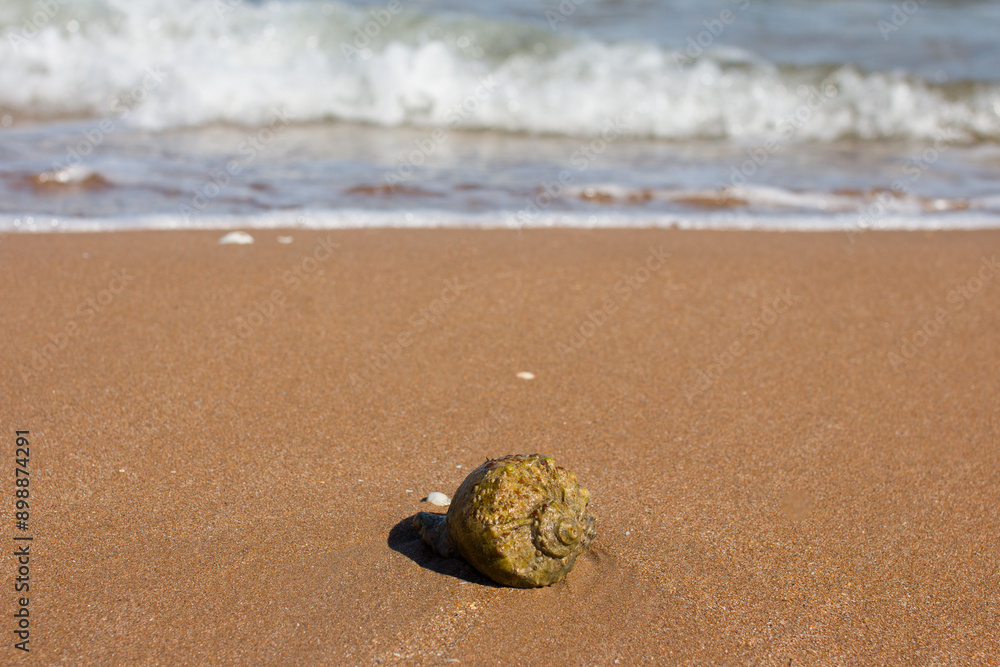 rapana are marine mollusks. Seashell on the seashore rapana are marine mollusks. Seashell on the seashore