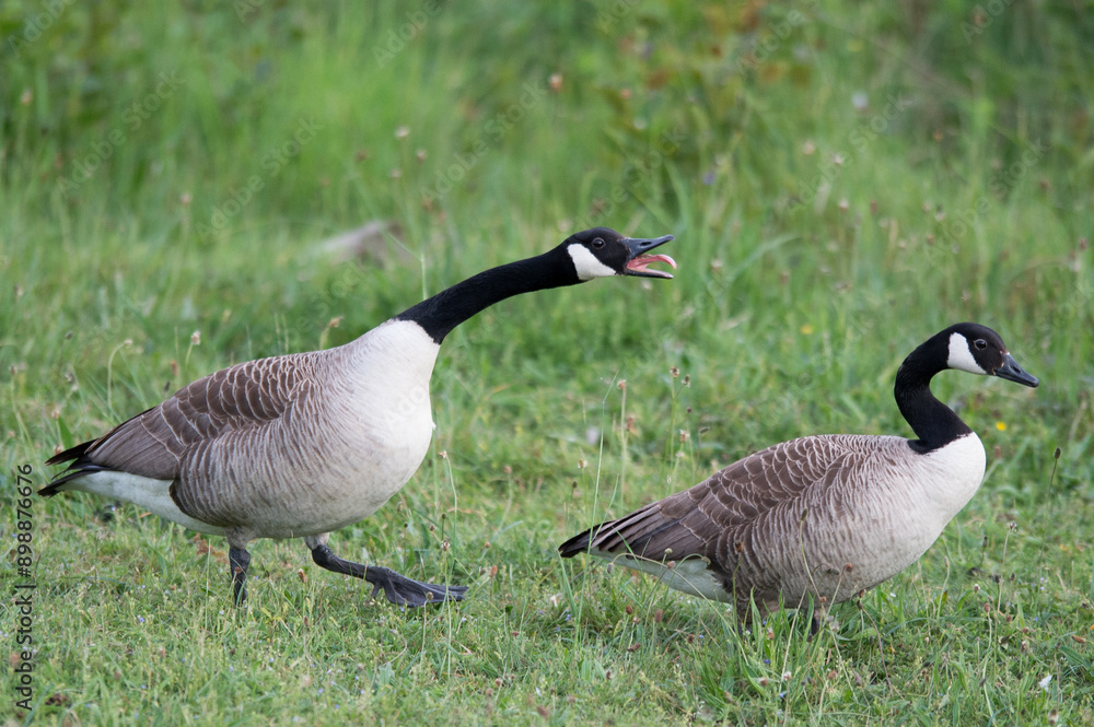Angry goose chasing another goose. Angry goose chasing another goose.