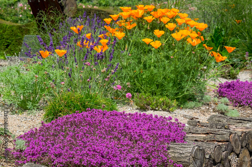  Kalifornische Mohn (Eschscholzia californica), Roter Sand-Thymian (Coccineus), Lavendel photo