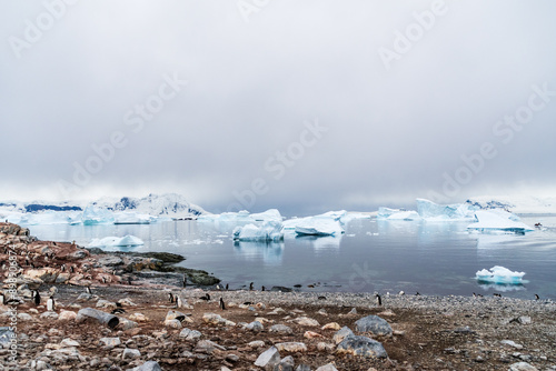 A panoramic view of the Gentoo Penguin -Pygoscelis papua- colony on Cuverville Island, on the Antarctic Peninsula photo