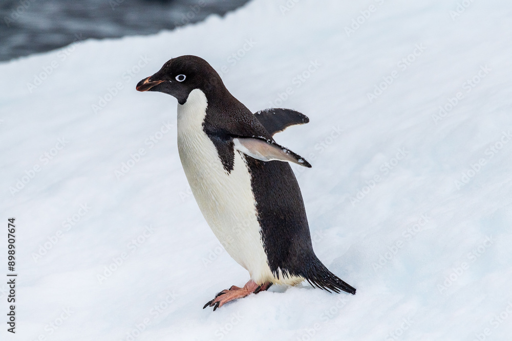 Fototapeta premium Close-up of an Adelie Penguin - Pygoscelis adeliae- standing on an iceberg, near the fish islands, on the Antarctic Peninsula