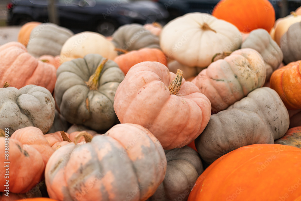 Pastel multicolor heirloom pumpkins farm Pastel multicolor heirloom pumpkins farm