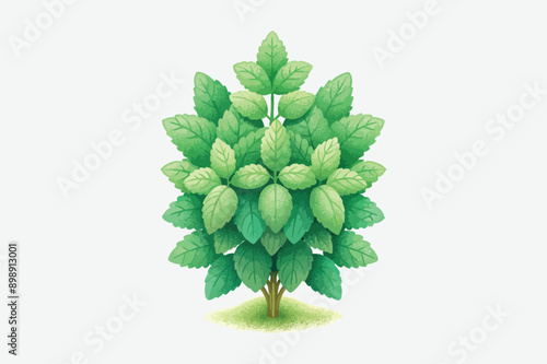 Green plant and Christmas tree isolated on white background with fresh leaves and natural foliage