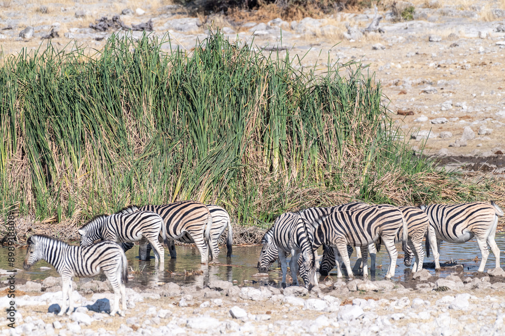 A group of Burchell's Plains zebra -Equus quagga burchelli- drinking from a waterhole on the plains of Etosha National Park, Namibia. A group of Burchell's Plains zebra -Equus quagga burchelli- drinking from a waterhole on the plains of Etosha National Park, Namibia.