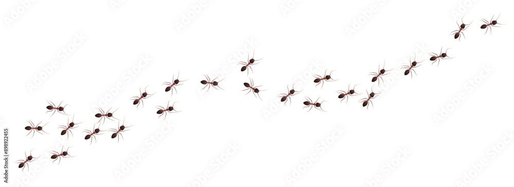 Fototapeta premium Ant trail walking in colony in black and brown color