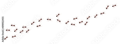 Ant trail walking in colony in black and brown color