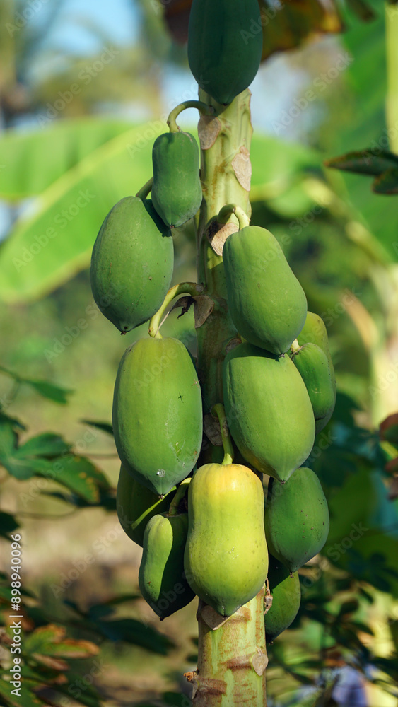 Several young papaya fruits on a tree. Focus selected, background blurred Several young papaya fruits on a tree. Focus selected, background blurred