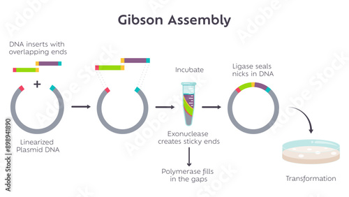 Gibson Assembly molecular cloning method diagram