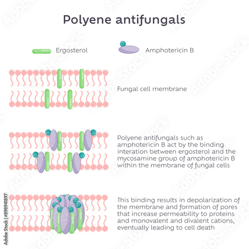 Polyene Antifungal mode of action illustration graphic