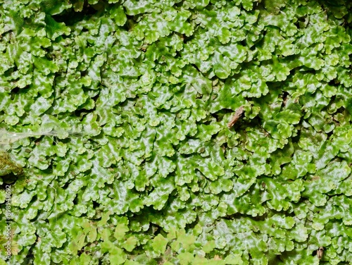 The great scented liverwort or snakeskin liverwort (Conocephalum conicum), green liverwort on the wall, belonging to class Marchantiopsida. photo