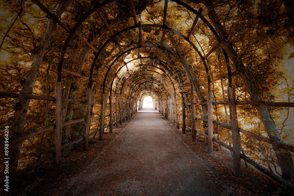 Charming Forest Tunnel of Branches and Trees, Rustic Autumn Path with Canopy of Leaves, Light and Shadows Creating a Tranquil Atmosphere for Nature Walks, parks and green spaces Outdoors Charming Forest Tunnel of Branches and Trees, Rustic Autumn Path with Canopy of Leaves, Light and Shadows Creating a Tranquil Atmosphere for Nature Walks, parks and green spaces Outdoors