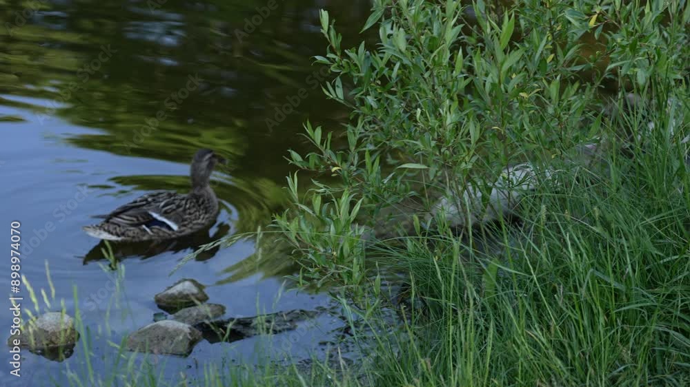 Duck swimming in the lake, green grass in the background Duck swimming in the lake, green grass in the background