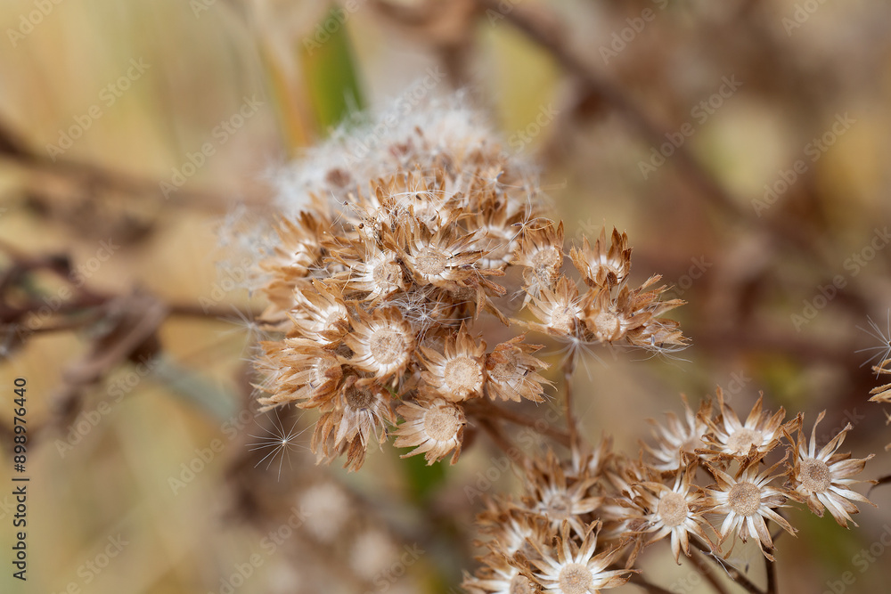 Open and dried flowers that release fine white floating seeds Open and dried flowers that release fine white floating seeds