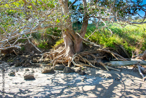 Avicennia Marina Mangrove in Northland - New Zealand photo