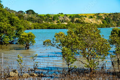 Avicennia Marina Mangrove in Northland - New Zealand photo