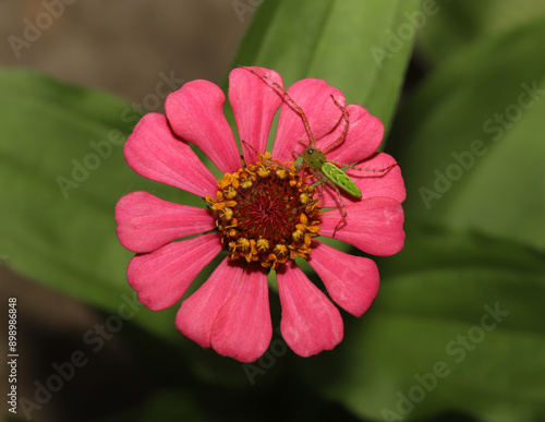 Looking down on a beautiful Green Lynx Spider (Peucetia viridans) that contrasts with the pink petals of an elegant Zinnia flower.  photo