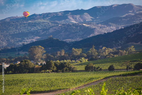 Dramatic image of a hot air balloon in Sonoma valley, California, over vineyard's in early morning sunrise. 