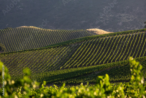 Dramatic image of sunrise over a vineyard in Sonoma valley, California with sunlit hilltops and rows of grape vines.