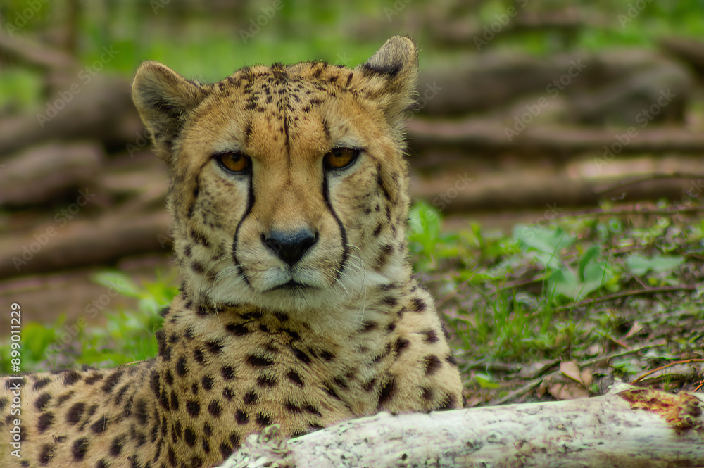 portrait of a cheetah portrait of a cheetah