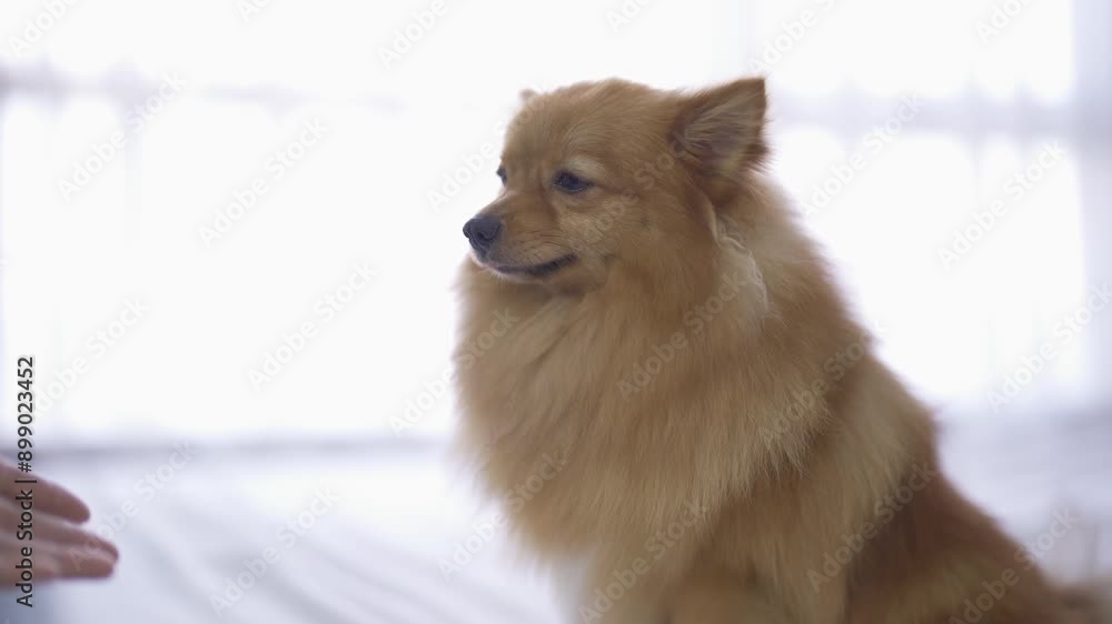 Happy dogs or puppy smiling in bedroom at home or house. Pet animal. Happy dogs or puppy smiling in bedroom at home or house. Pet animal.