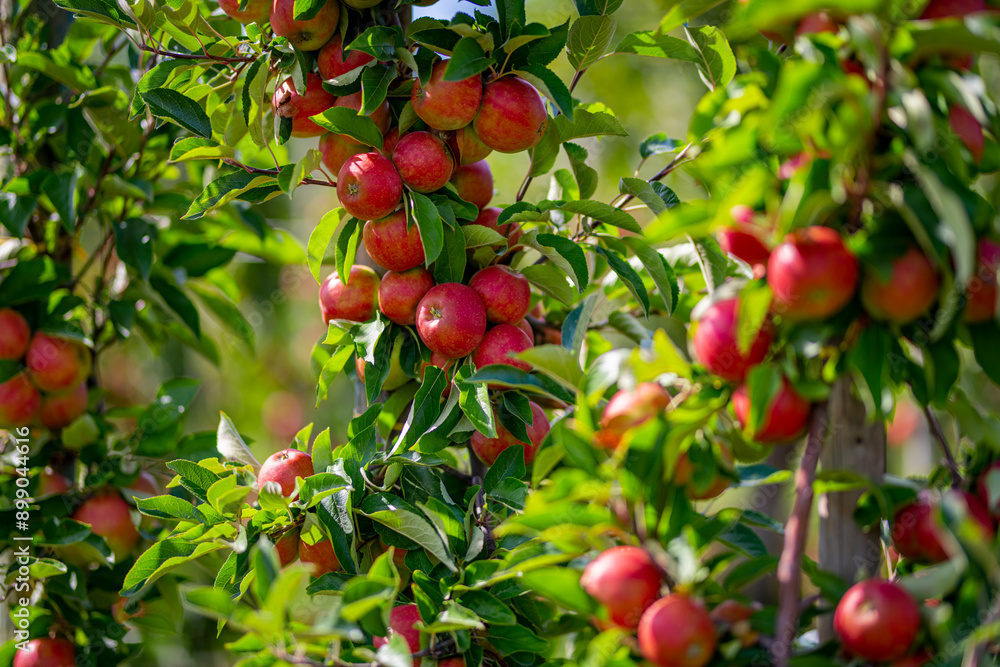 Apple tree plantation. Ripe red apples on a tree. Juicy apples. Apple orchard. Apple on tree in the garden. Harvest of fresh red apples. Apple tree plantation. Ripe red apples on a tree. Juicy apples. Apple orchard. Apple on tree in the garden. Harvest of fresh red apples.