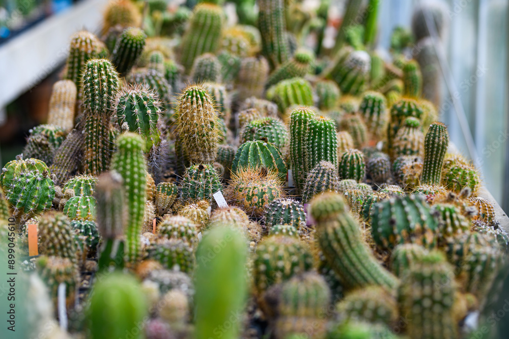 Cactus or Cacti Plants. Cactus plants. Background cactus with spines. Green thorn cactus. Big cacti. Cactus or Cacti Plants. Cactus plants. Background cactus with spines. Green thorn cactus. Big cacti.