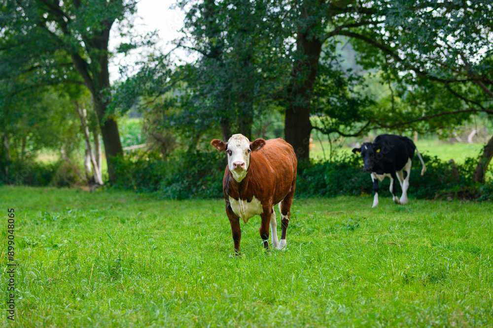 Grazing cows in a meadow. Cows on dairy milk farm. Countryside landscape with cows. Black and white cows on grassy field. Grazing cows in a meadow. Cows on dairy milk farm. Countryside landscape with cows. Black and white cows on grassy field.