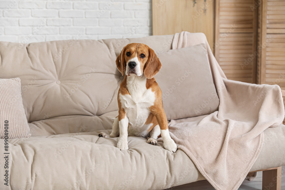 Cute Beagle dog on sofa at home Cute Beagle dog on sofa at home