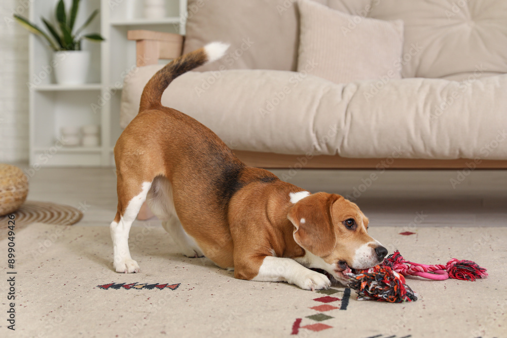 Cute Beagle dog with pet toys in living room Cute Beagle dog with pet toys in living room