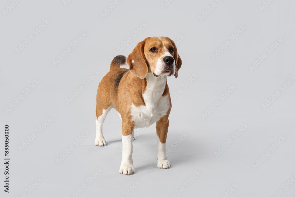 Cute Beagle dog on grey background Cute Beagle dog on grey background
