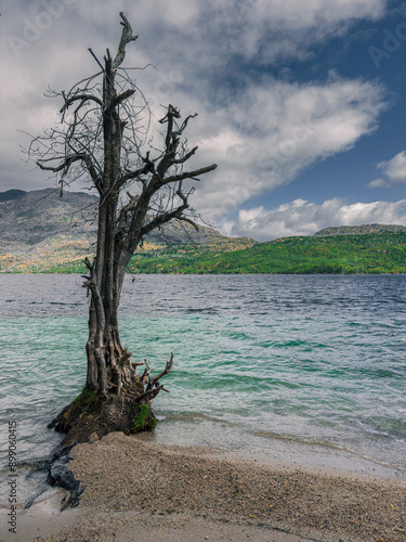 Dry tree on the shores of Lake Epuyen photo