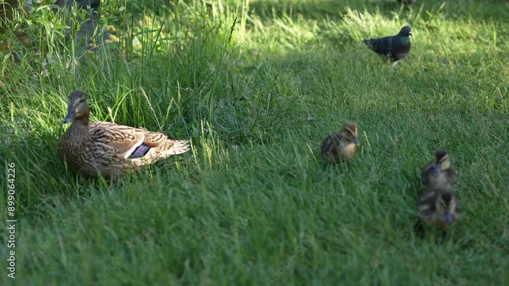 Mother duck with her babies walking on the grass Mother duck with her babies walking on the grass