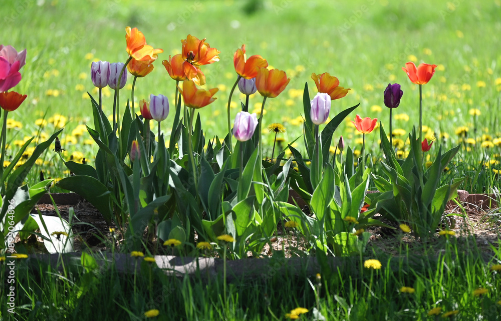 Fototapeta premium Tulips in the Shade