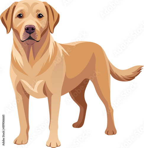 Labrador Retriever  Dog  vector style,Clipart , Illustration with white background