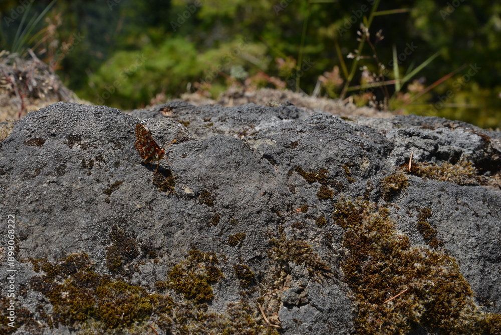 Single butterfly, most likely of Genus Euphydryas, perched on a moss and lichen covered boulder. Single butterfly, most likely of Genus Euphydryas, perched on a moss and lichen covered boulder.