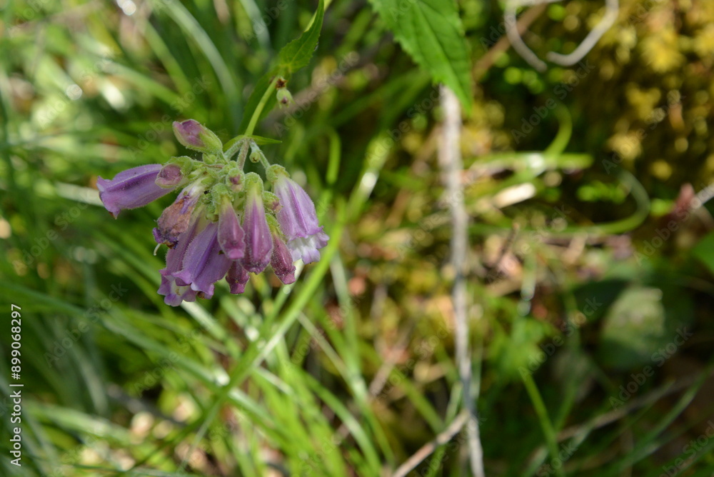 Obraz premium Close up top down view of a bunch of small purple and pink wildflower blossoms, most likely Woodland Beardtongue (Nothochelone nemorosa), on a single stem extended over the forest floor which is out o