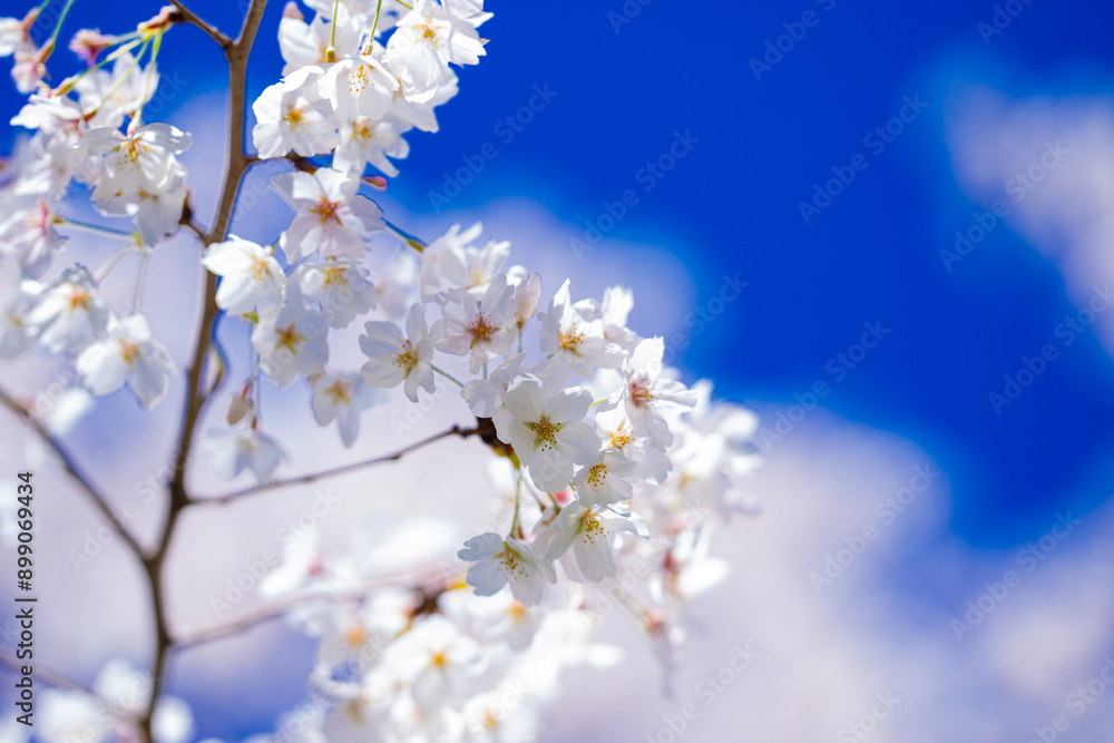 Spring Flower bloom on blossom tree. Spring nature. Blossom branch of a bloom tree. Spring Bloom of cherry tree flowers. Spring Nature Background. Spring Flower bloom on blossom tree. Spring nature. Blossom branch of a bloom tree. Spring Bloom of cherry tree flowers. Spring Nature Background.