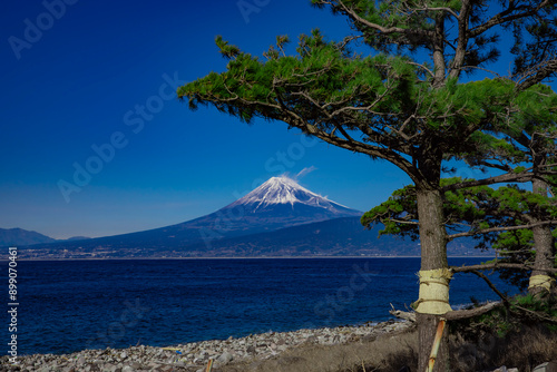 Mt.Fuji and Pine tree near Suruga bay in Numazu Shizuoka photo