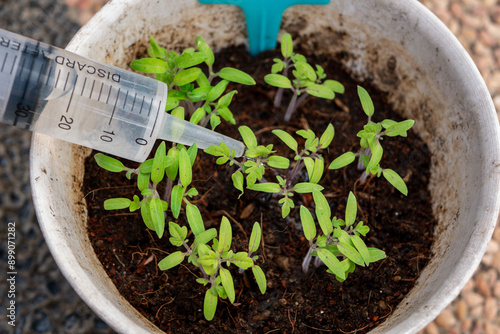 Watering a Little Plant Seedling Tomato Sprout in White Flower Pot with Repurposed Medical Injection Syringe