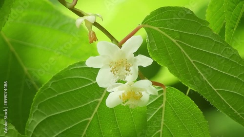 【山野草・樹木】マタタビ（木天蓼）： Actinidia polygama　240704-1