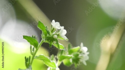 【山野草】ムラサキ（紫）：Lithospermum erythrorhizon　240708-1 photo