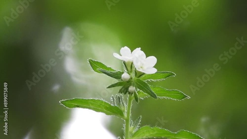 【山野草】ムラサキ（紫）：Lithospermum erythrorhizon　240708-2 photo