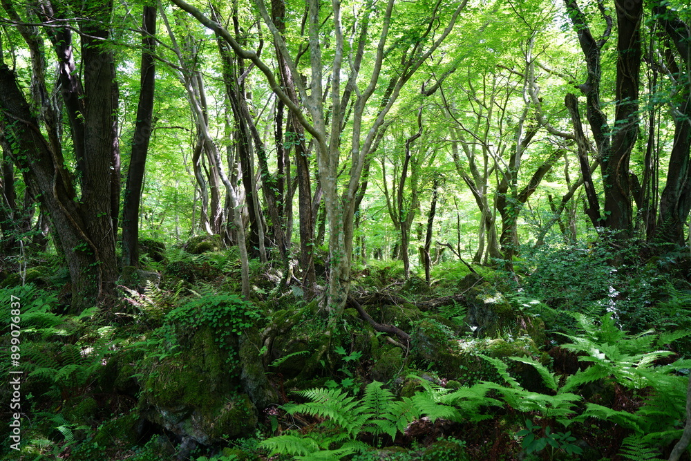 dense spring forest with fresh ferns dense spring forest with fresh ferns